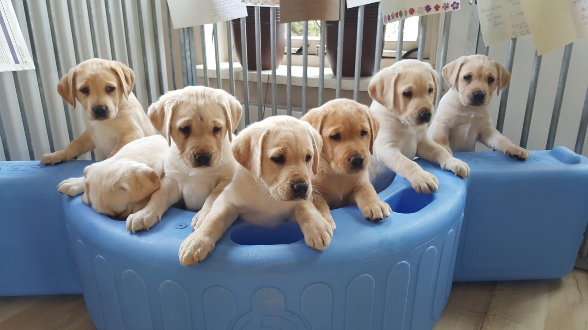 KNGF | Hoe vergaat het de pups uit het R-nest?
