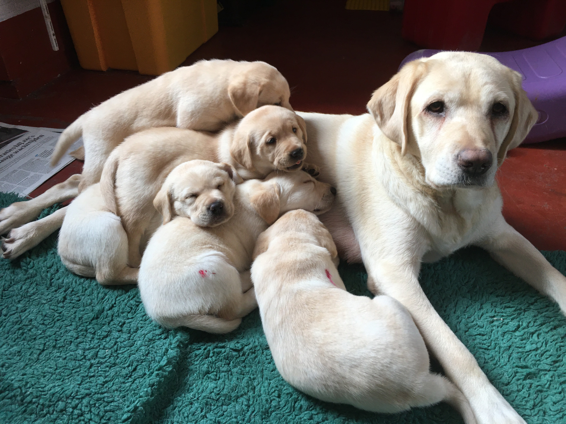 Rowin met haar pups