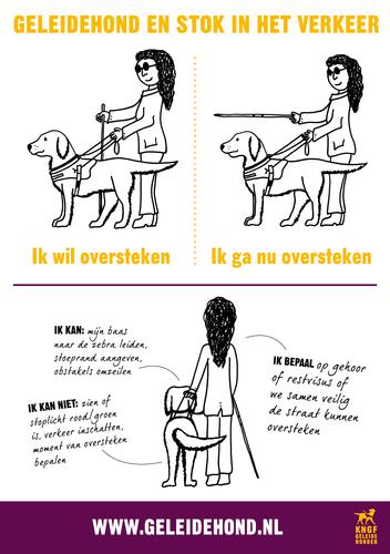 illustratie die weergeeft hoe iemand met witte stok en geleidehond aangeeft over te gaan steken