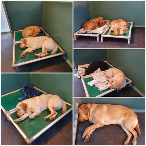 compilatie van slapende honden, sommige samen in hun bed