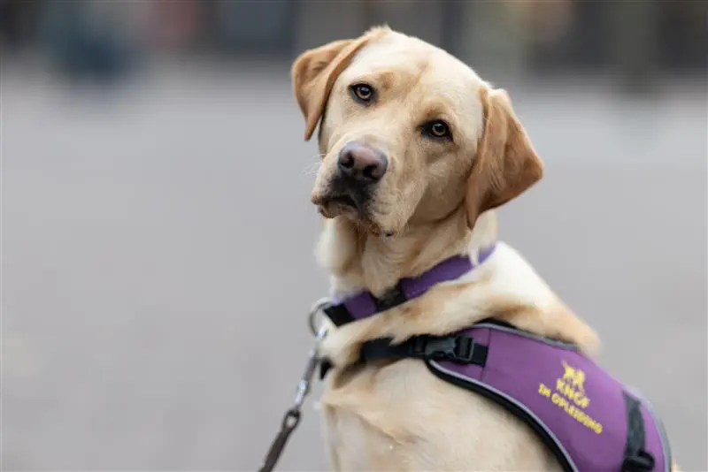 Japi sponsor een pup