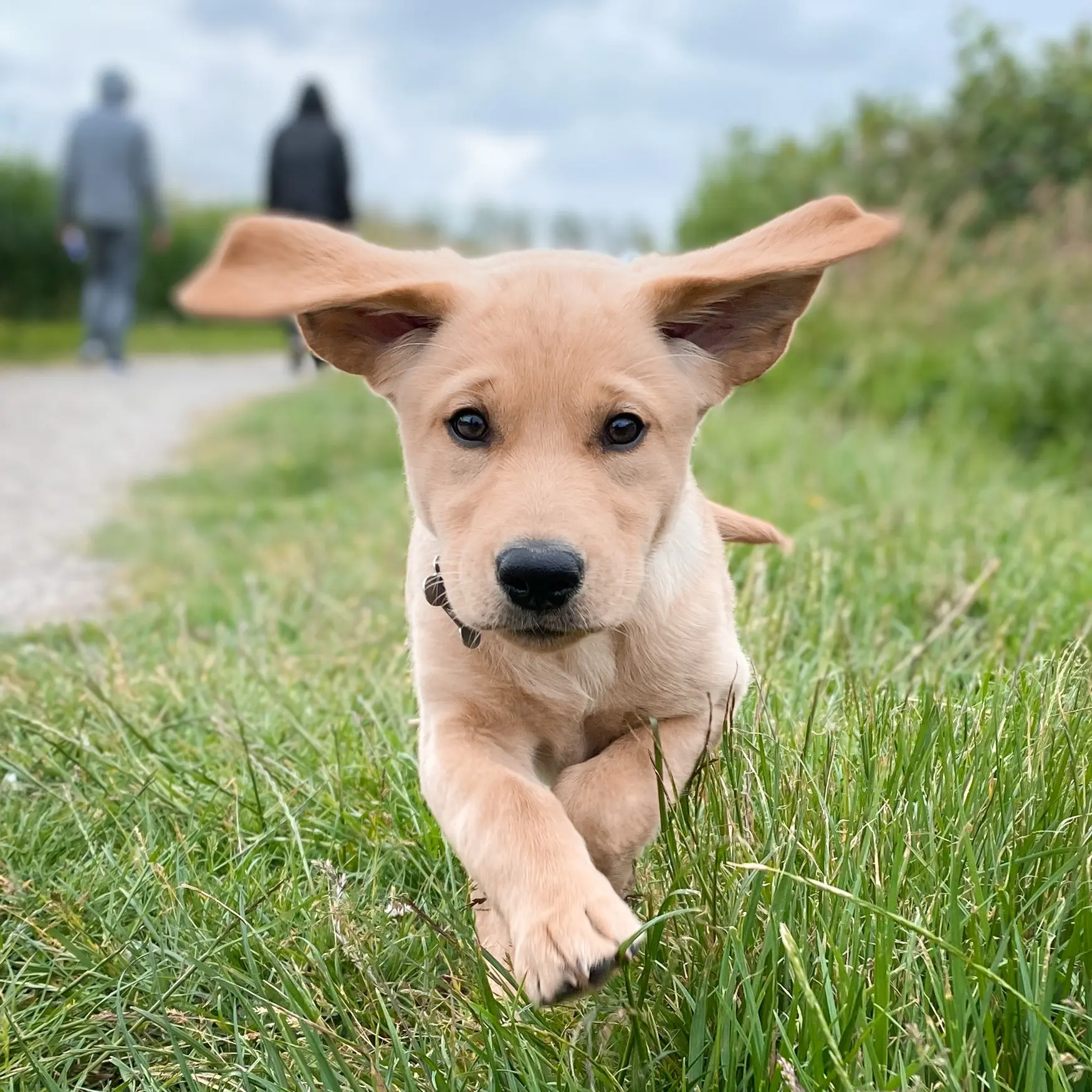 blonde pup komt aanrennen over het gras, zijn oren flapperen in de wind.