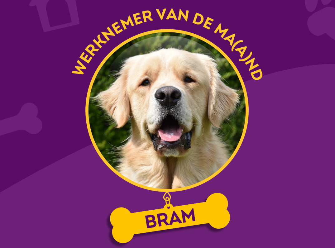 Portretfoto van blindengeleidehond Bram, met een paarse achtergrond en een naambordje in de vorm van een botje