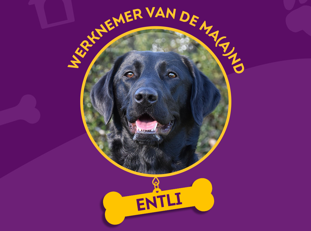 Portretfoto van Entli, een zwarte labrador en adl-assistentiehond. de achtergrond is paars en een botje fungeert als hanger met de naam erin