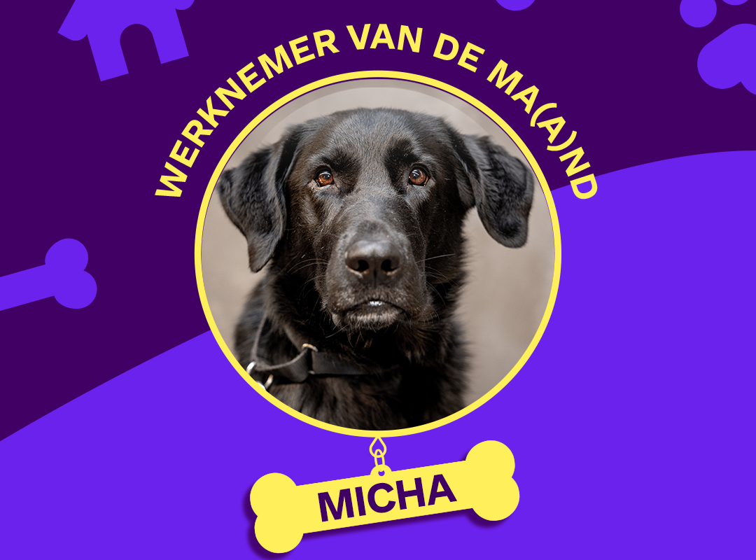 Portretfoto van Blindengeleidehond Micha tegen een donkerblauwe achtergrond met een botje als naamplaatje