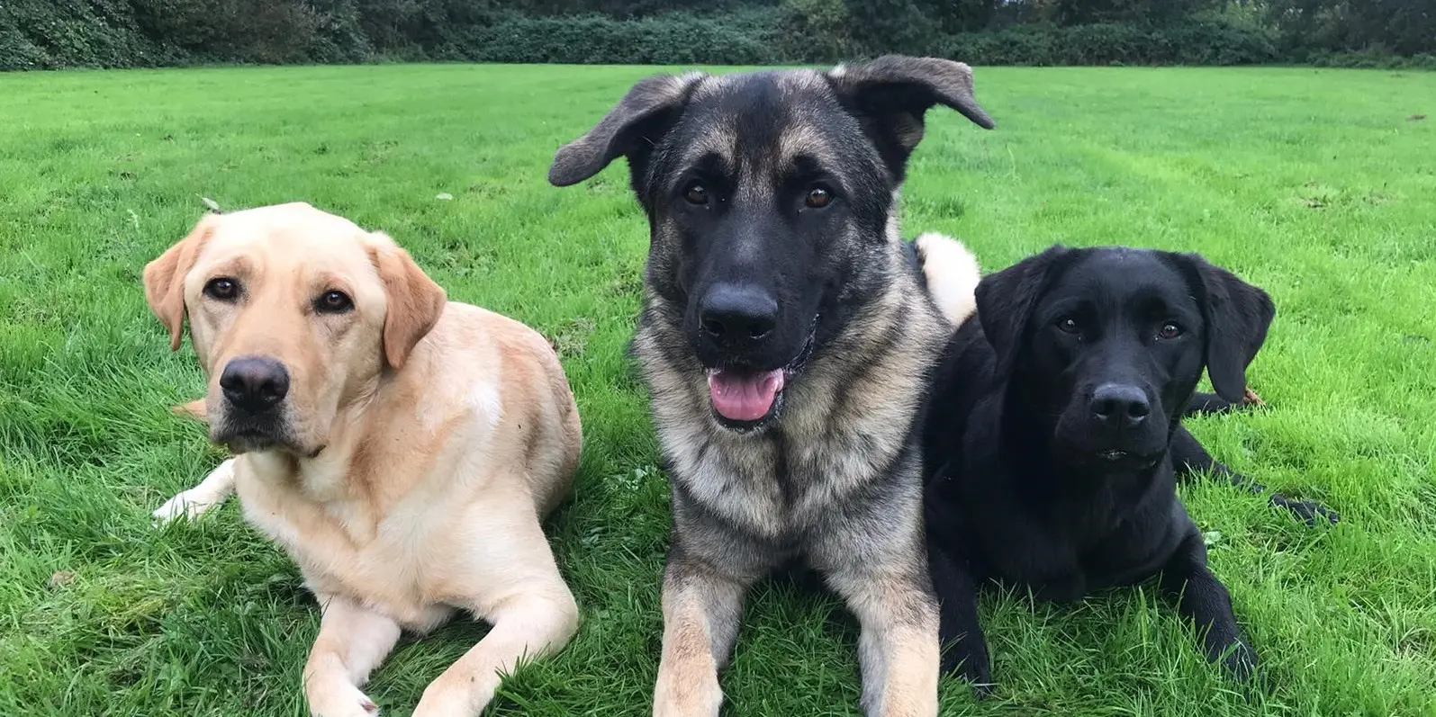 2 labradors en een duitse herder mix in het gras