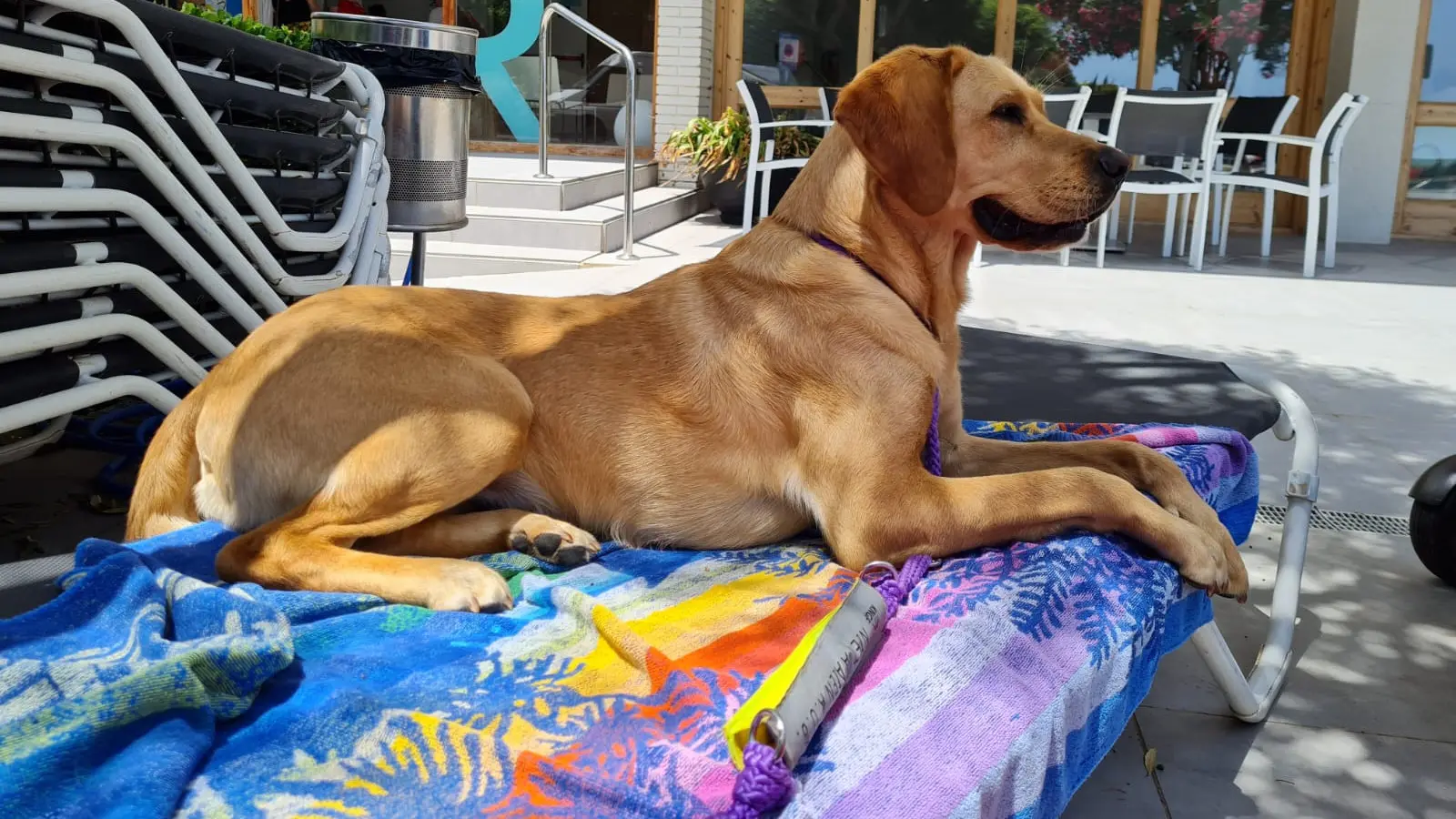 Jutta ligt op een strandbed aan het zwembad en kijkt tevreden voor zich uit