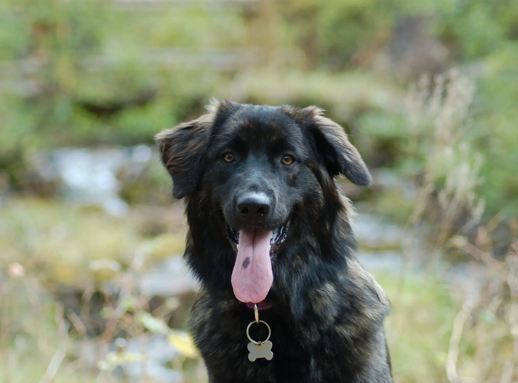 Jonge KNGF hond Wenska, een herder-mix, kijkt recht in de camera met de tong uit