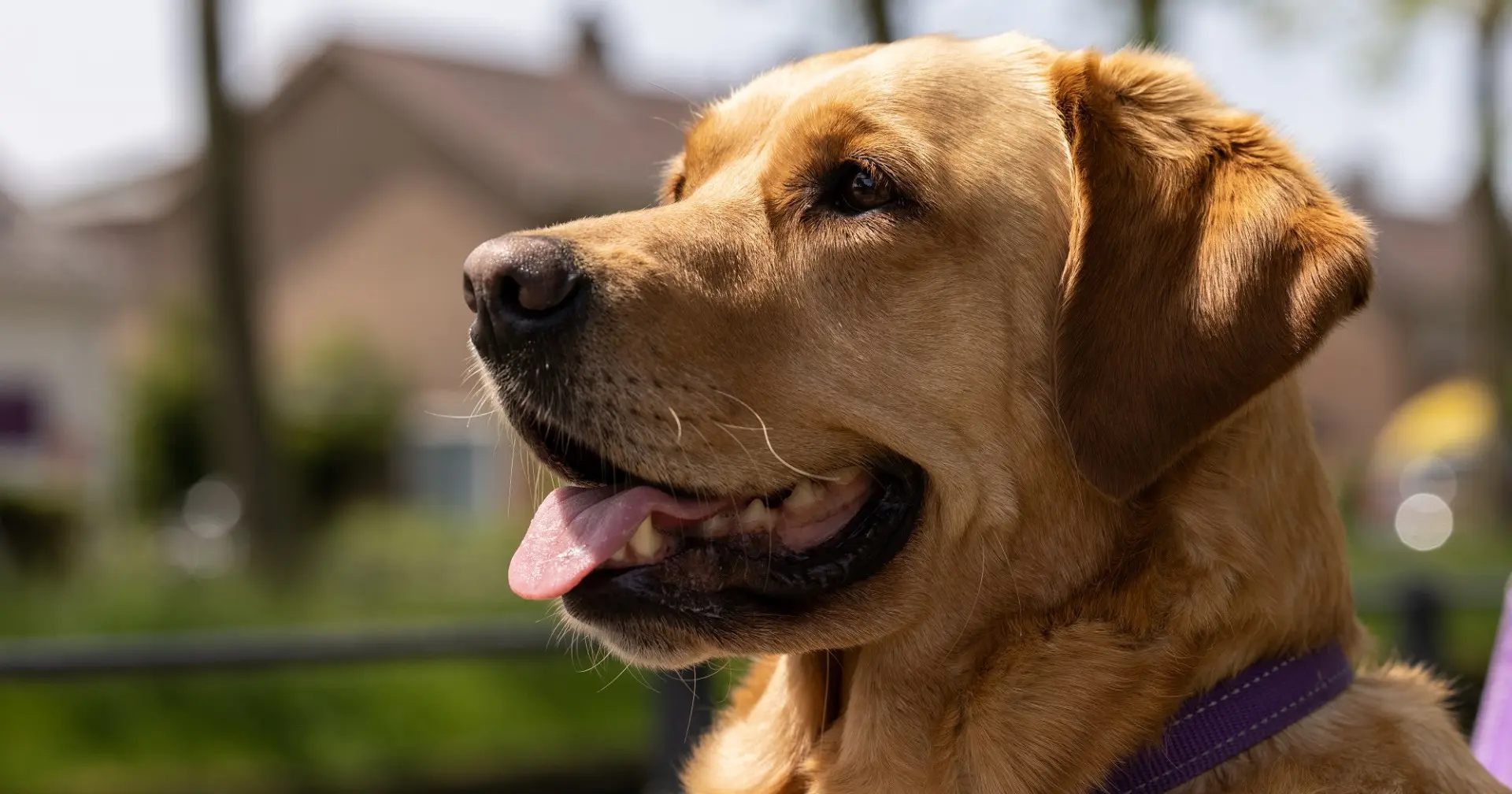 Close-up foto van blindengeleidehond Ajonne, een goud-bruin gekleurde golden retriever