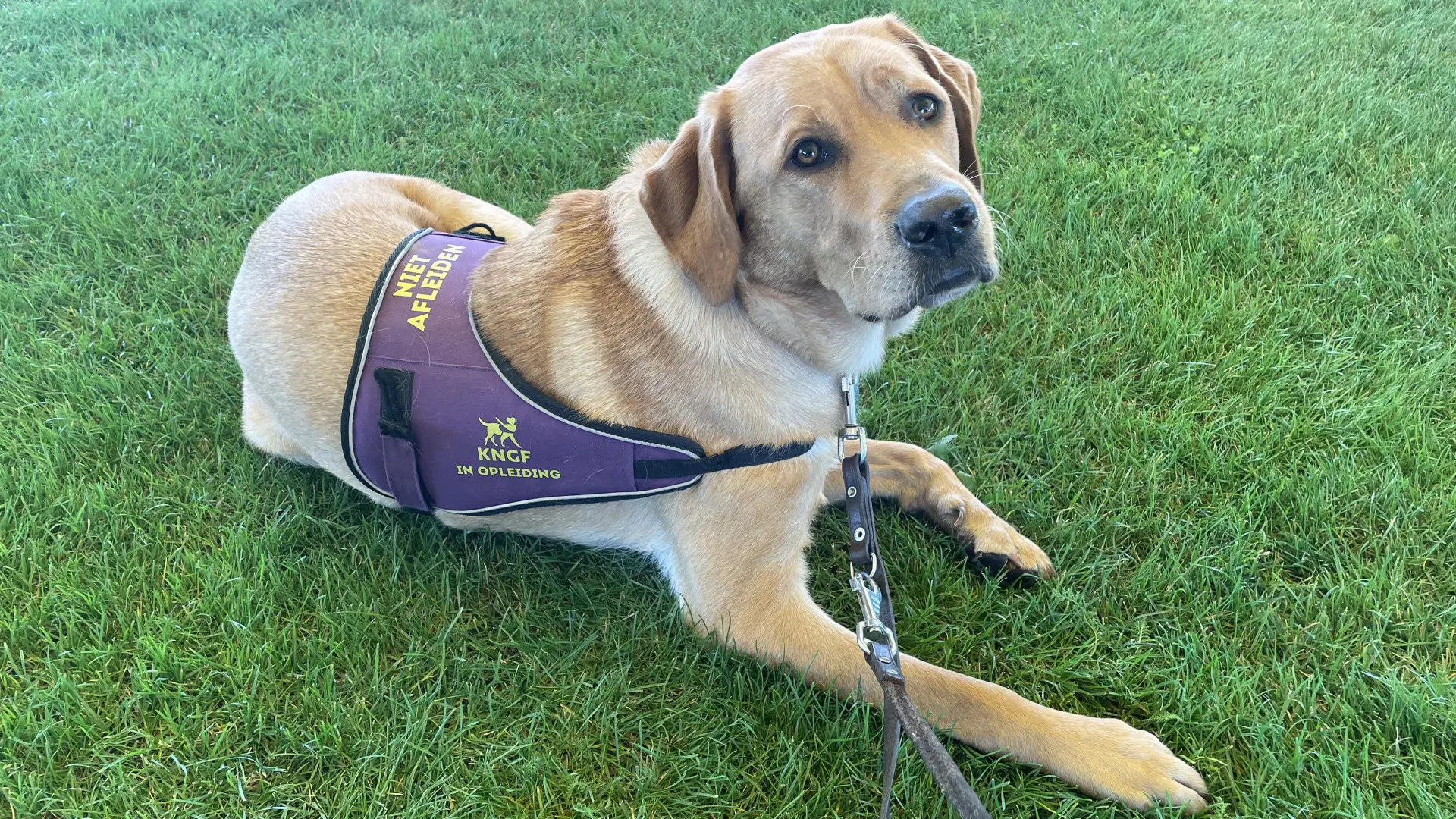 Famous, een KNGF pup, ligt op een grasveld met een trainingsdekje op.
