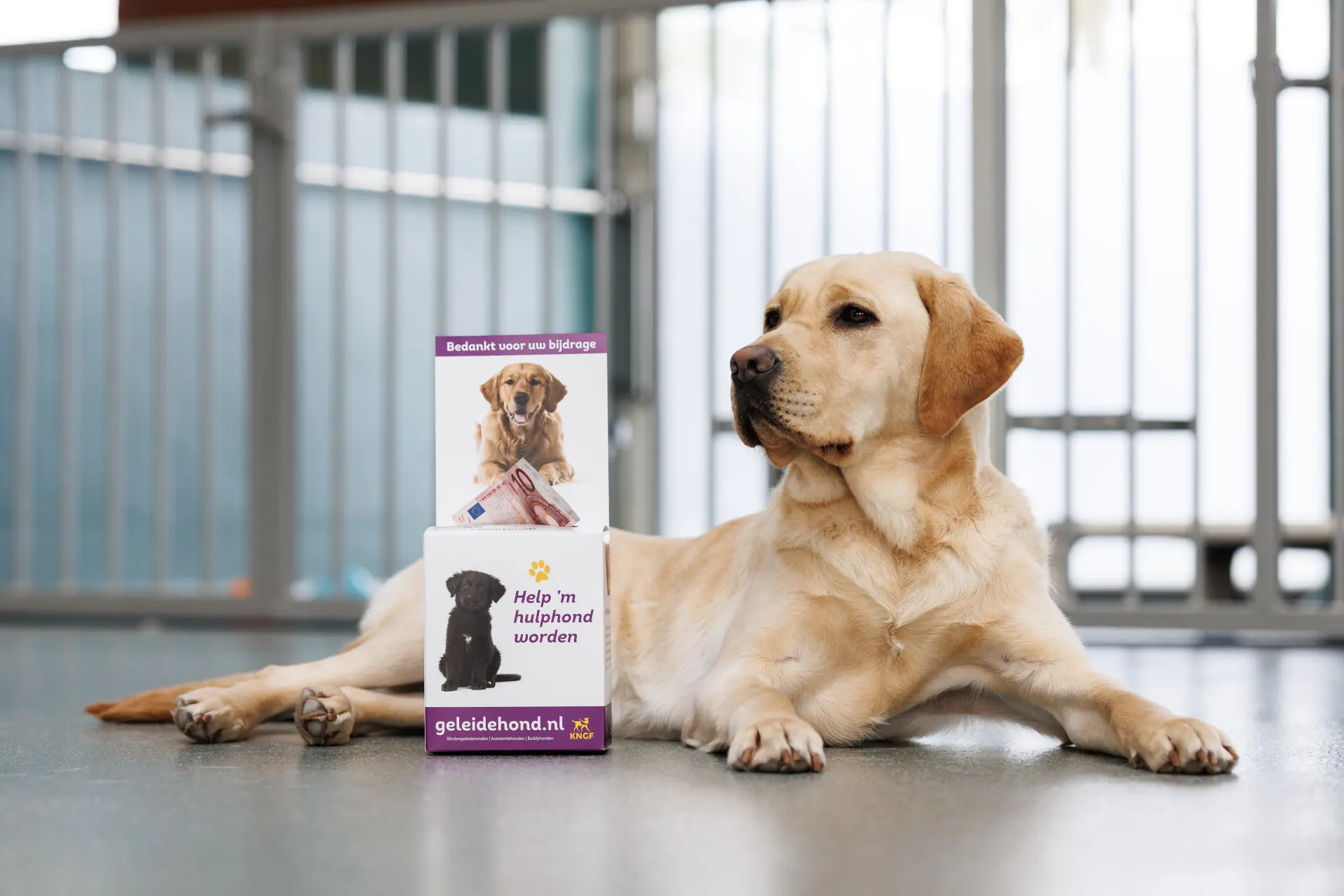 Labrador ligt op de grond naast een donatiebox