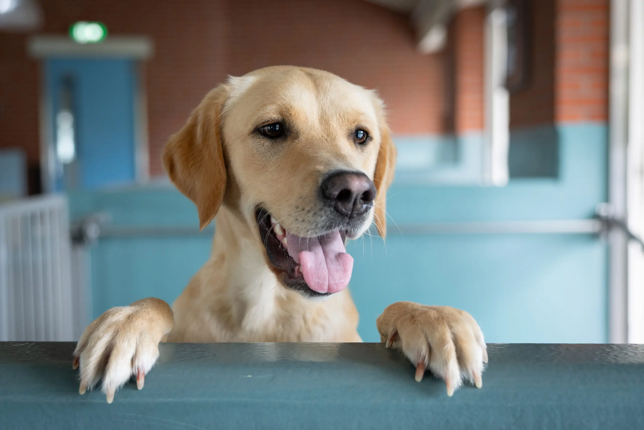 blonde hond kijkt over kennelrandje heen
