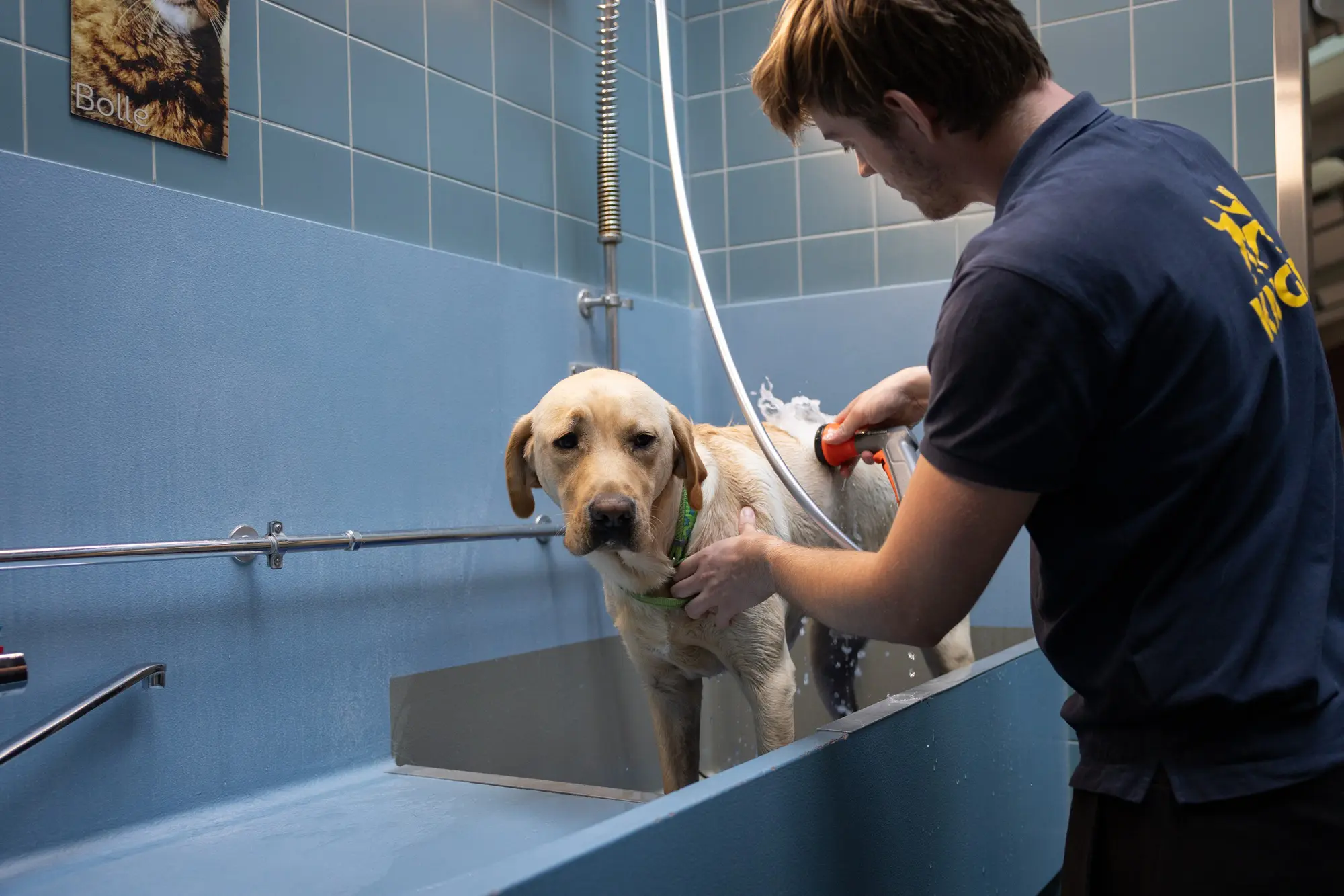 blonde hond wordt gewassen