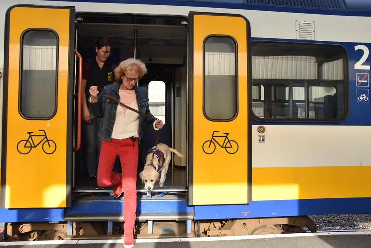 Blonde labrador Quando stapt uit een trein samen met pleegouder Heleen