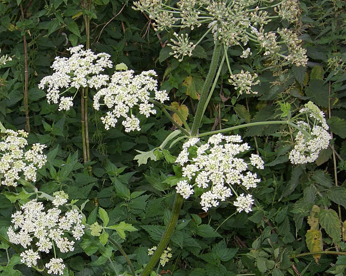 Berenklauw