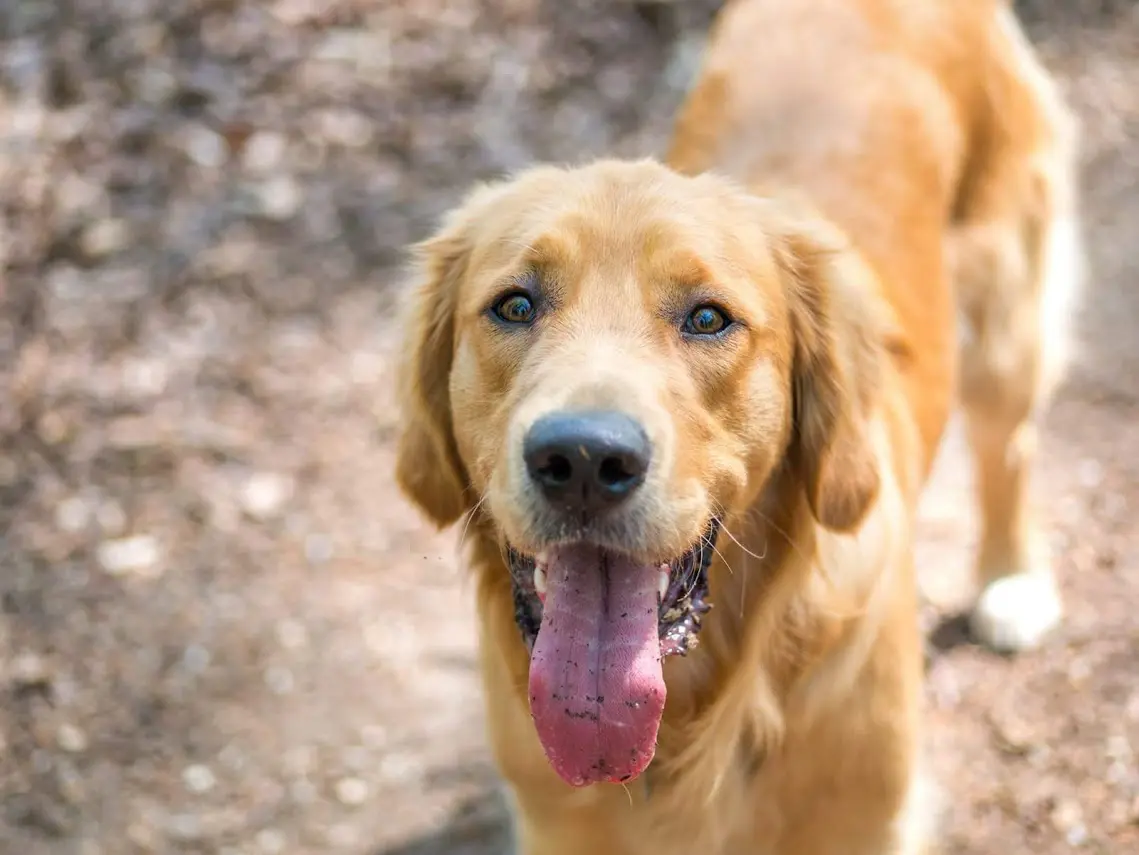 Golden retriever in het bos