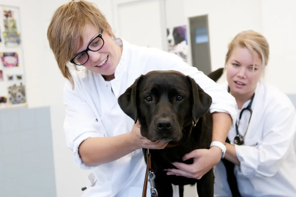 Kennel dierenarts met hond