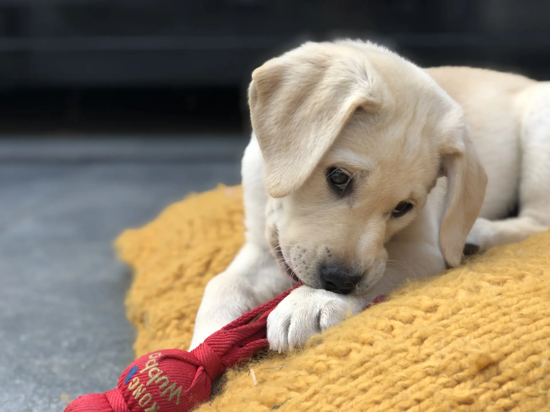puppy met een speeltje