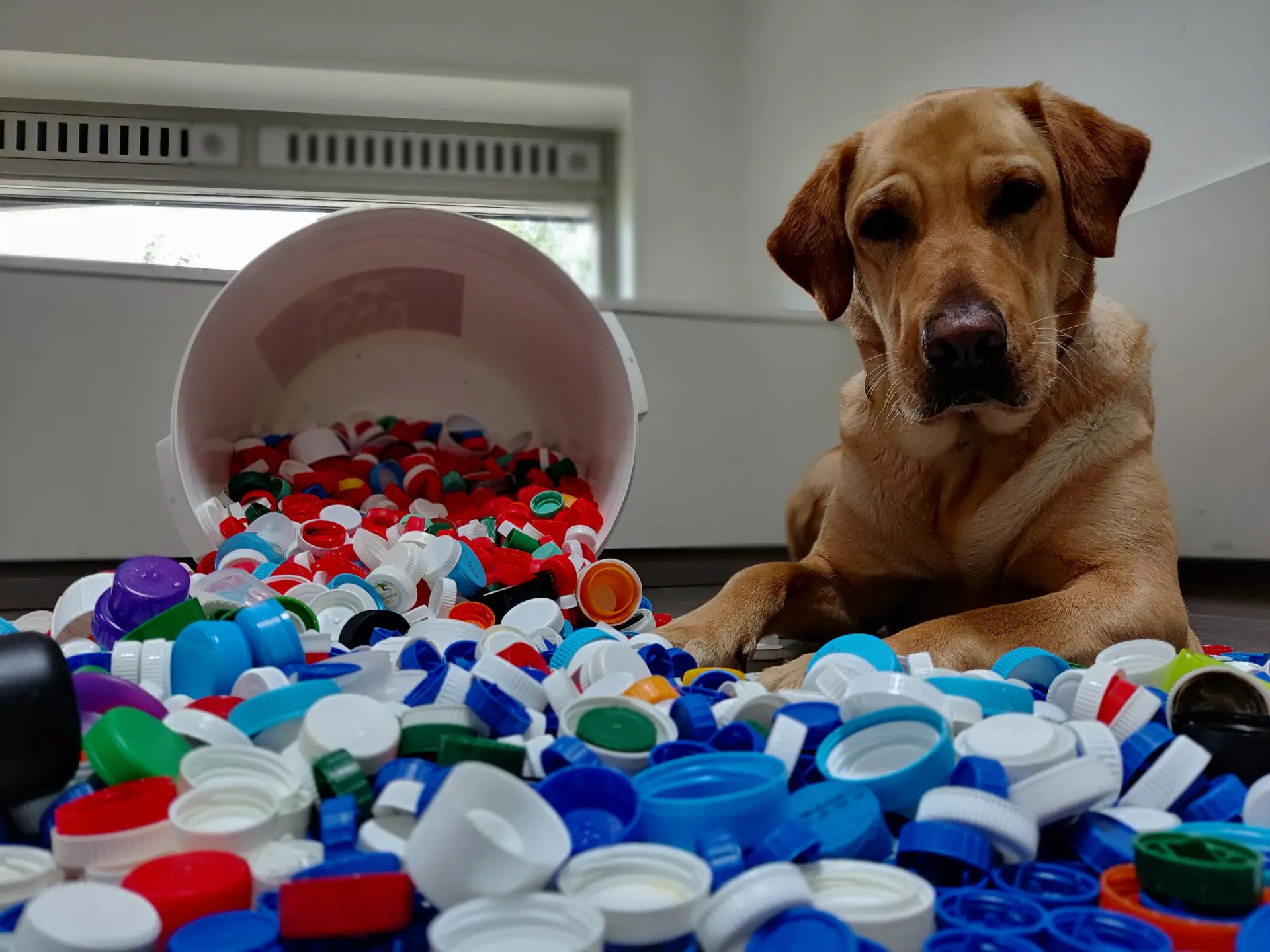 blonde hond met een stapel plastic doppen