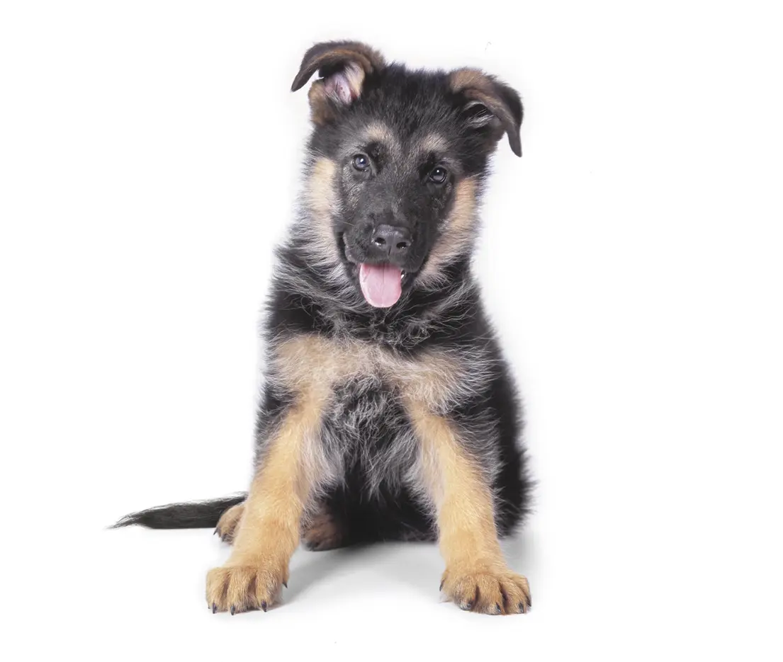 duitse herder pup