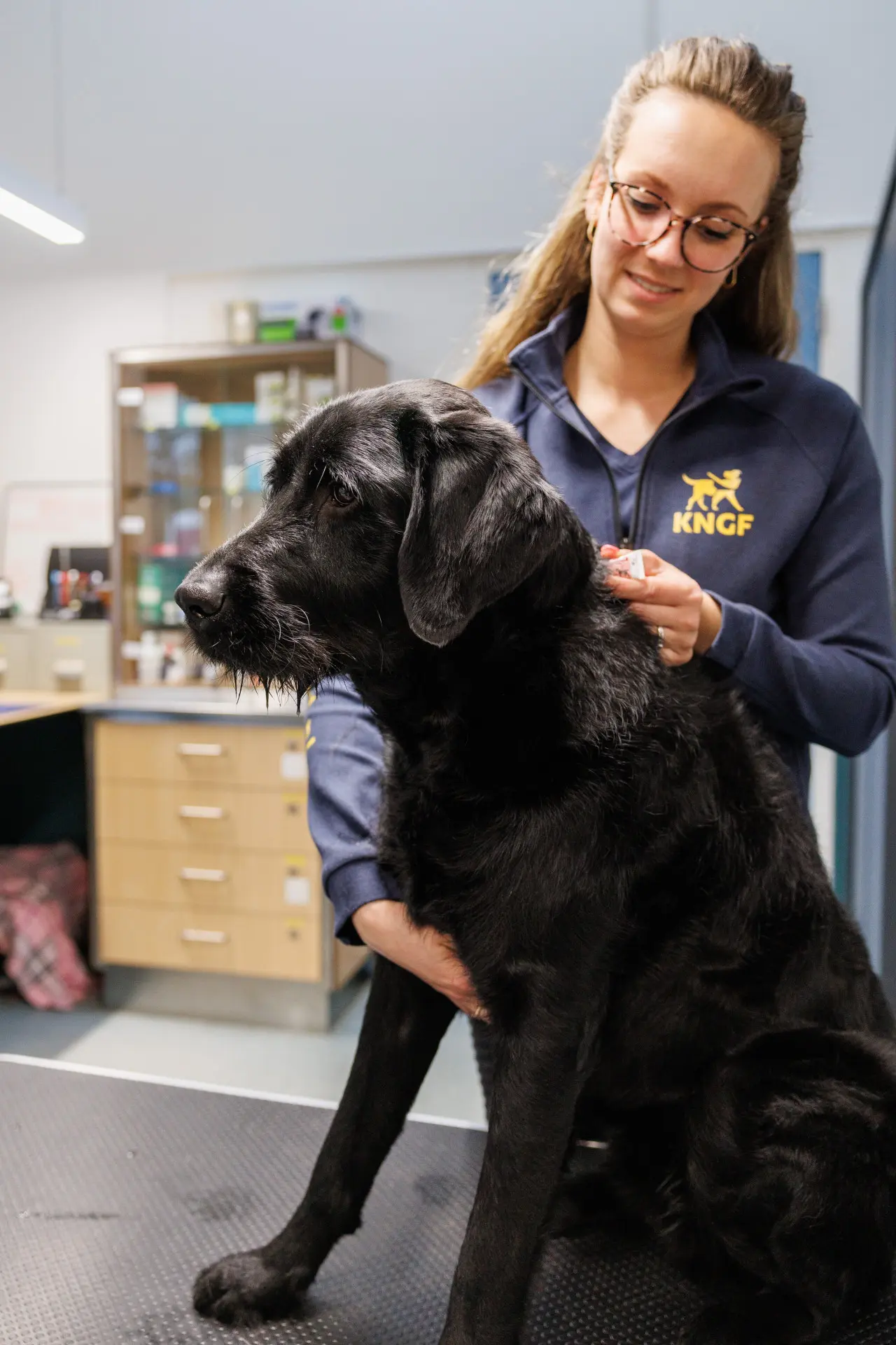 Hond wordt behandeld voor vlooien en teken in de kennel