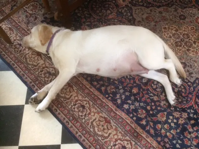 Moederhond Nine ligt drachtig in de huiskamer op een tapijt