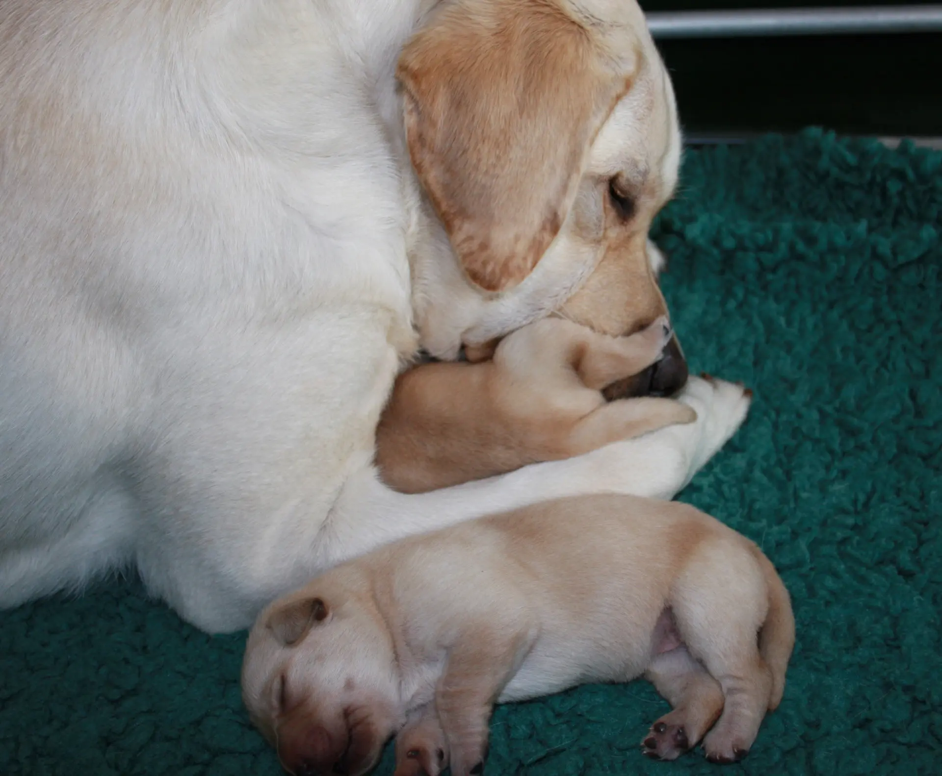 Moederhond Nine verzorgt een van haar pups met een andere pup naast haar