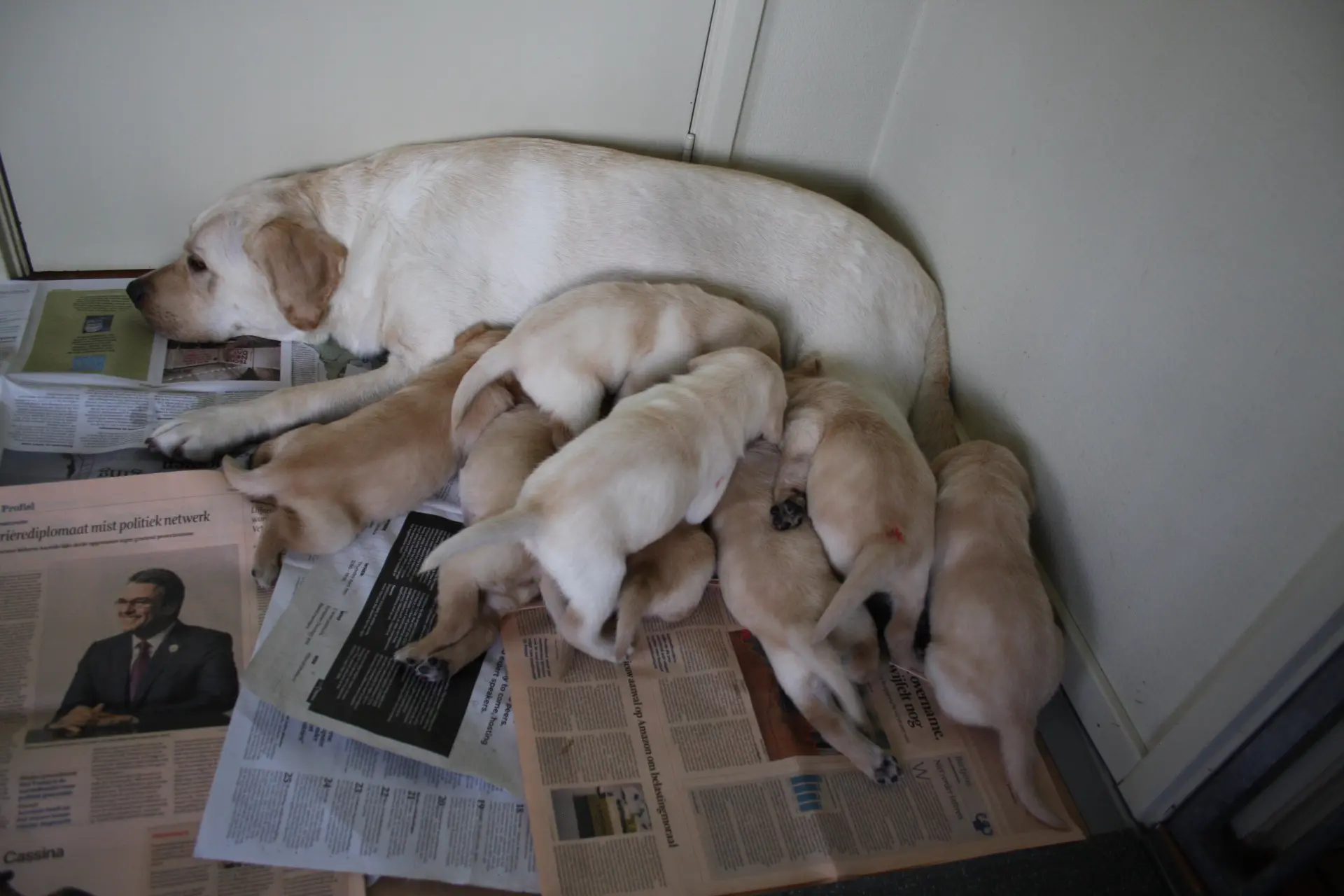Pups van moederhond Nine liggen op de grond terwijl ze melk van de moederhond drinken