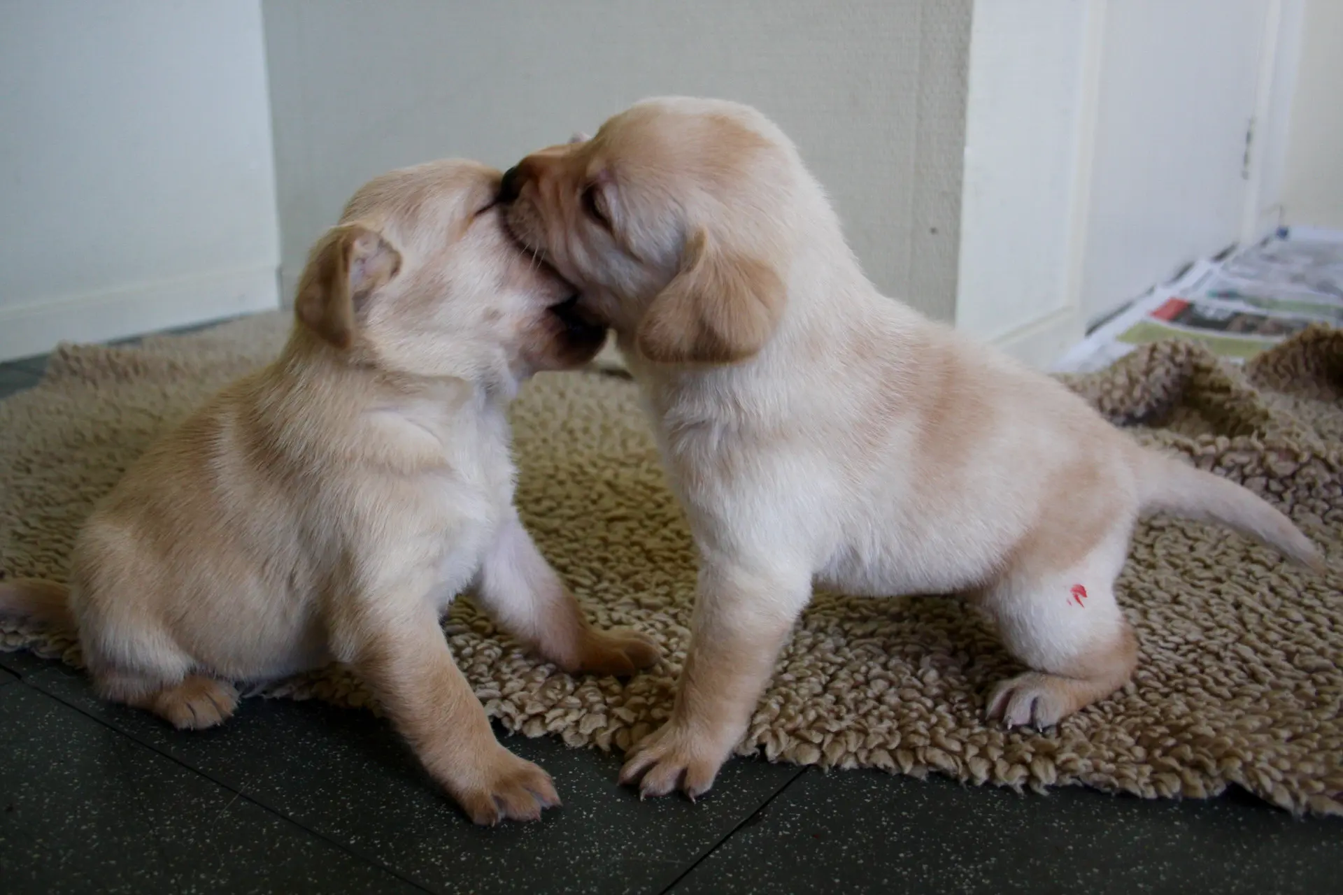 Twee pups van moederhond Nine spelen met elkaar