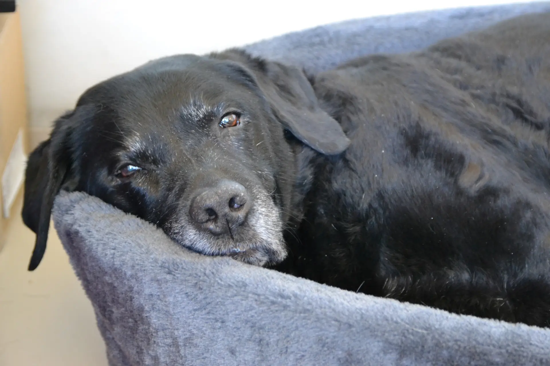 zwarte hond met grijze snoet in mand