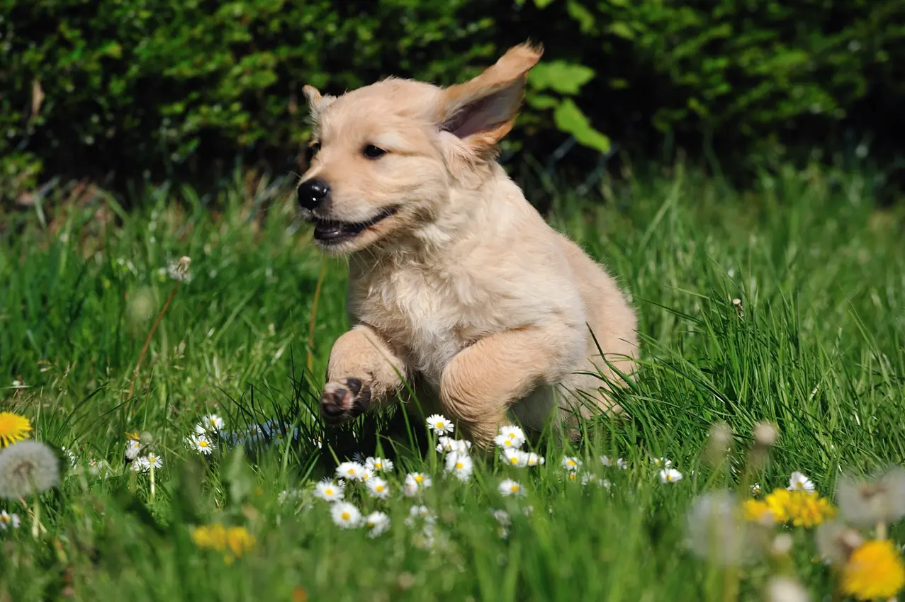 pup rennend in grasveld