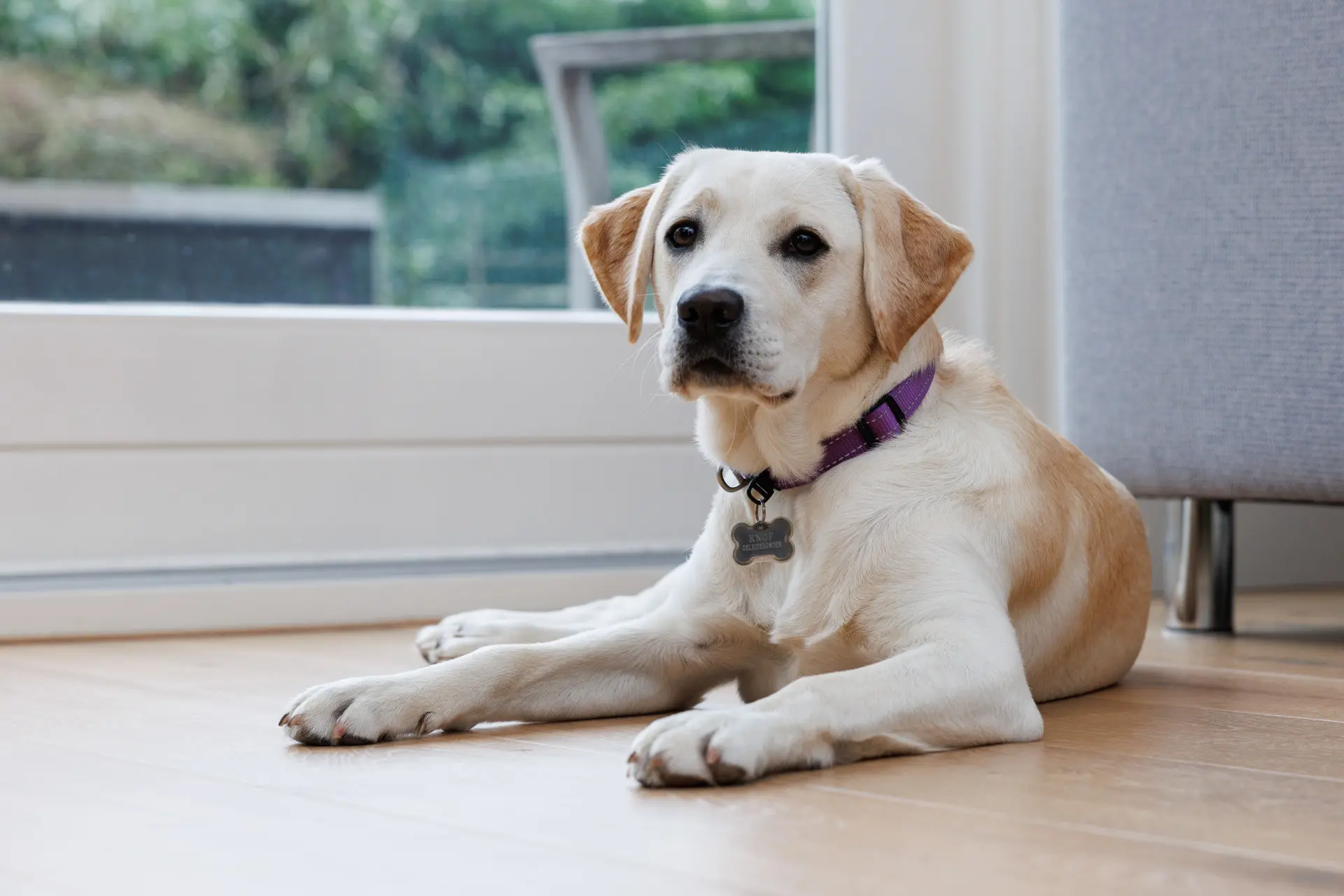KNGF pup en blonde labrador Belle ligt op de houten vloer kijkend naar de camera