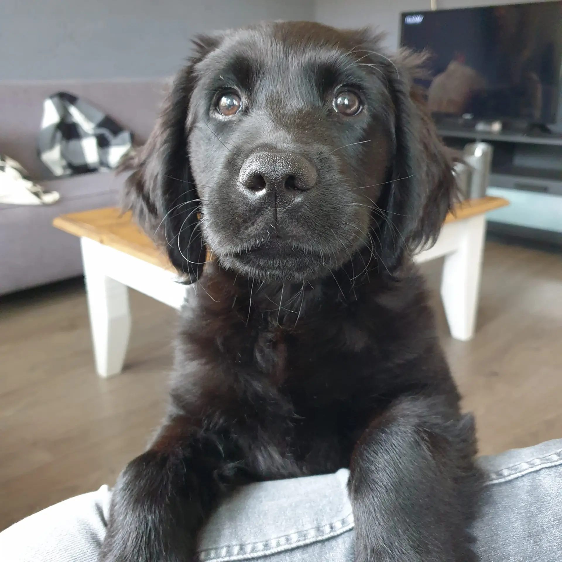KNGF pup Grodo, een zwarte retriever, leunt tegen de rugleuning en kijkt naar de camera
