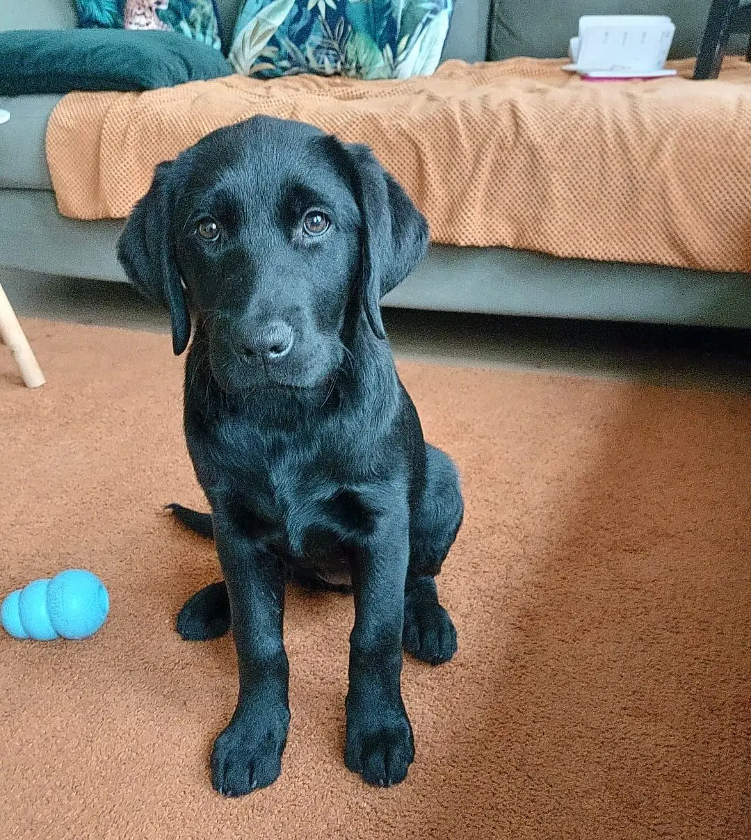 Rachna, een zwarte labrador pup, zit op de grond en kijkt naar de camera