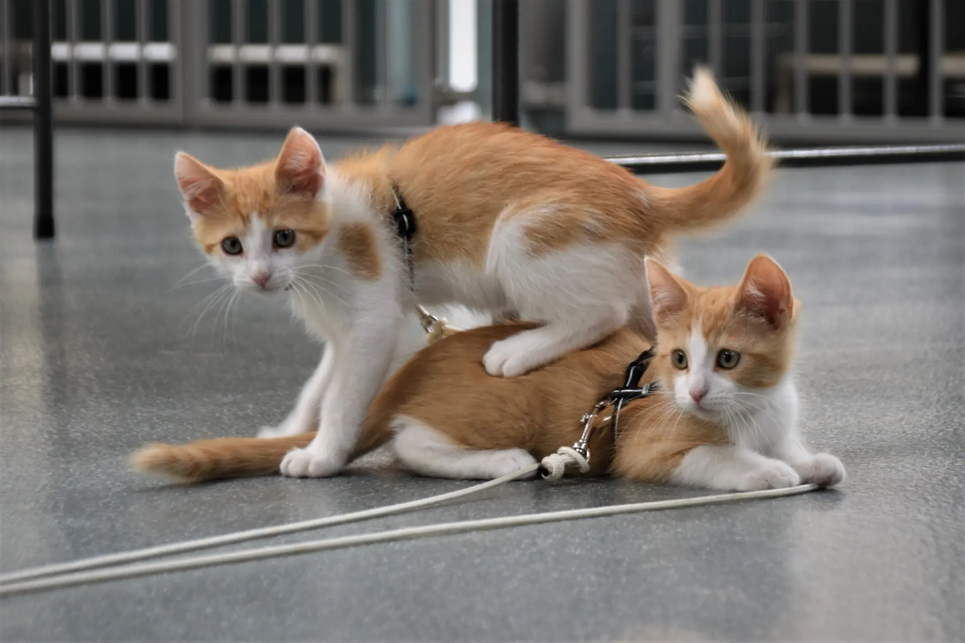 Kennelkittens Razzle en Dazzle