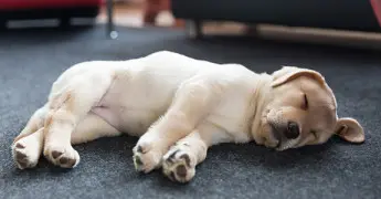 slapende pup op de grond