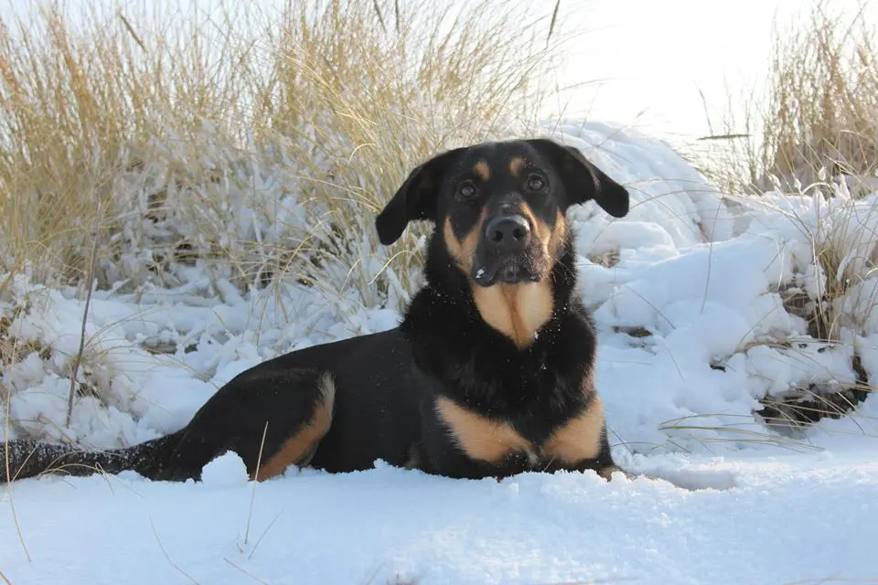 hond usha in de sneeuw