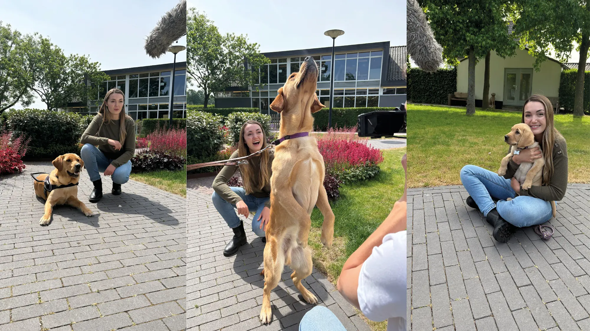 compilatiebeeld van presentatrice met honden