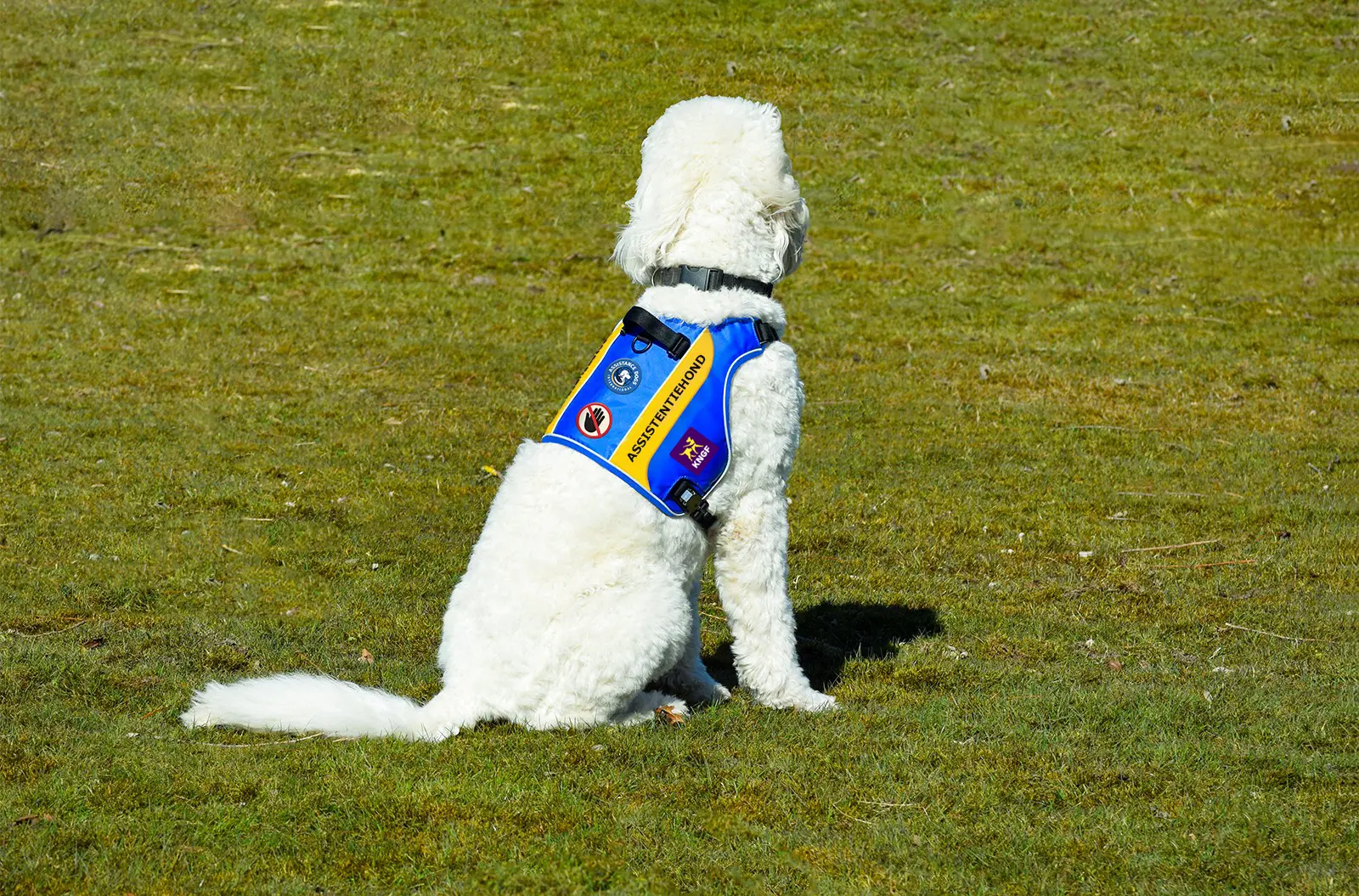 hond op grasveld met blauw-geel gekleurd dekje