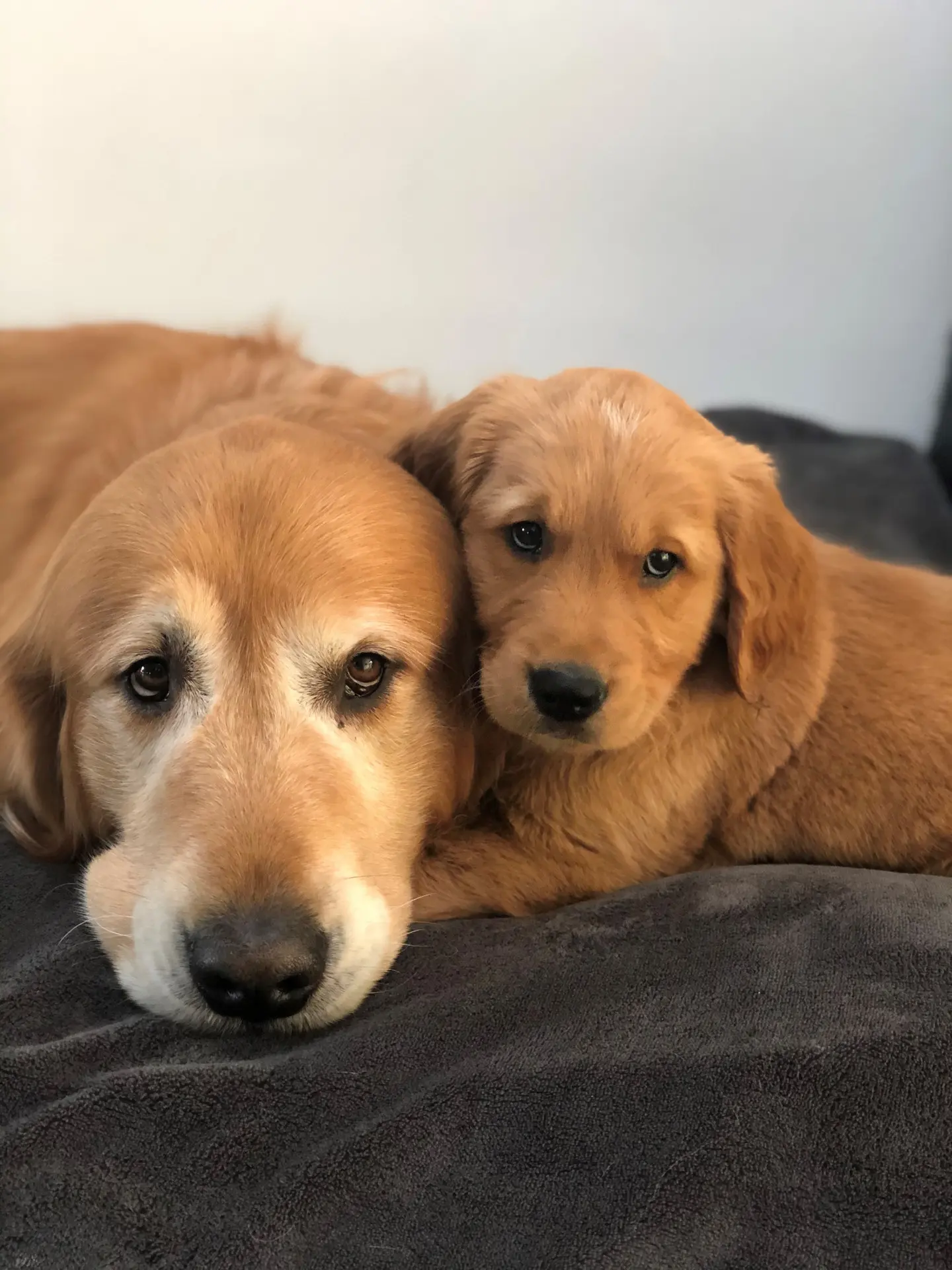 Vaderhond Vledder ligt op de grond, kijkend naar de camera met pup Ulwin naast zich