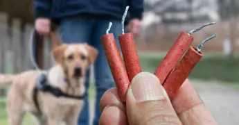 vuurwerk rotje in handen en hond op achtergrond