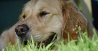 hond heeft het warm op een warme dag