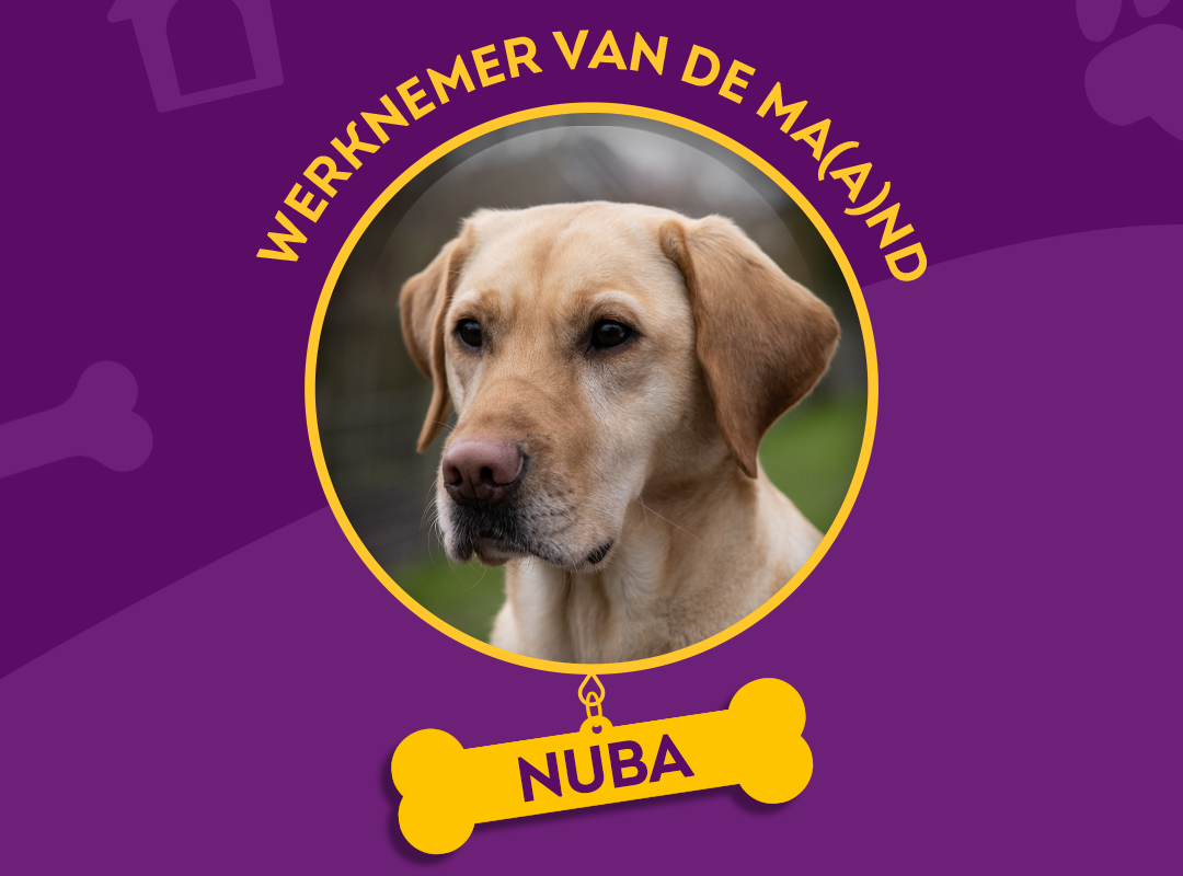 Labrador Nuba in een portret met een paarse achtergrond. In een botje als hanger staat de naam Nuba