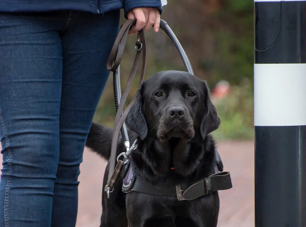 zwarte labrador geleidehond in tuig staat naast voetgangersstoplicht