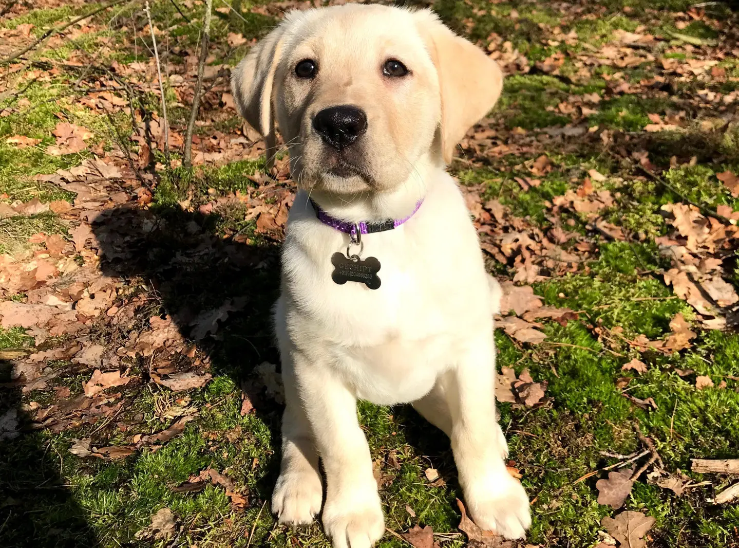 Pup Twinkle kijkt recht omhoog de camera in met herfstbladeren op de achtergrond