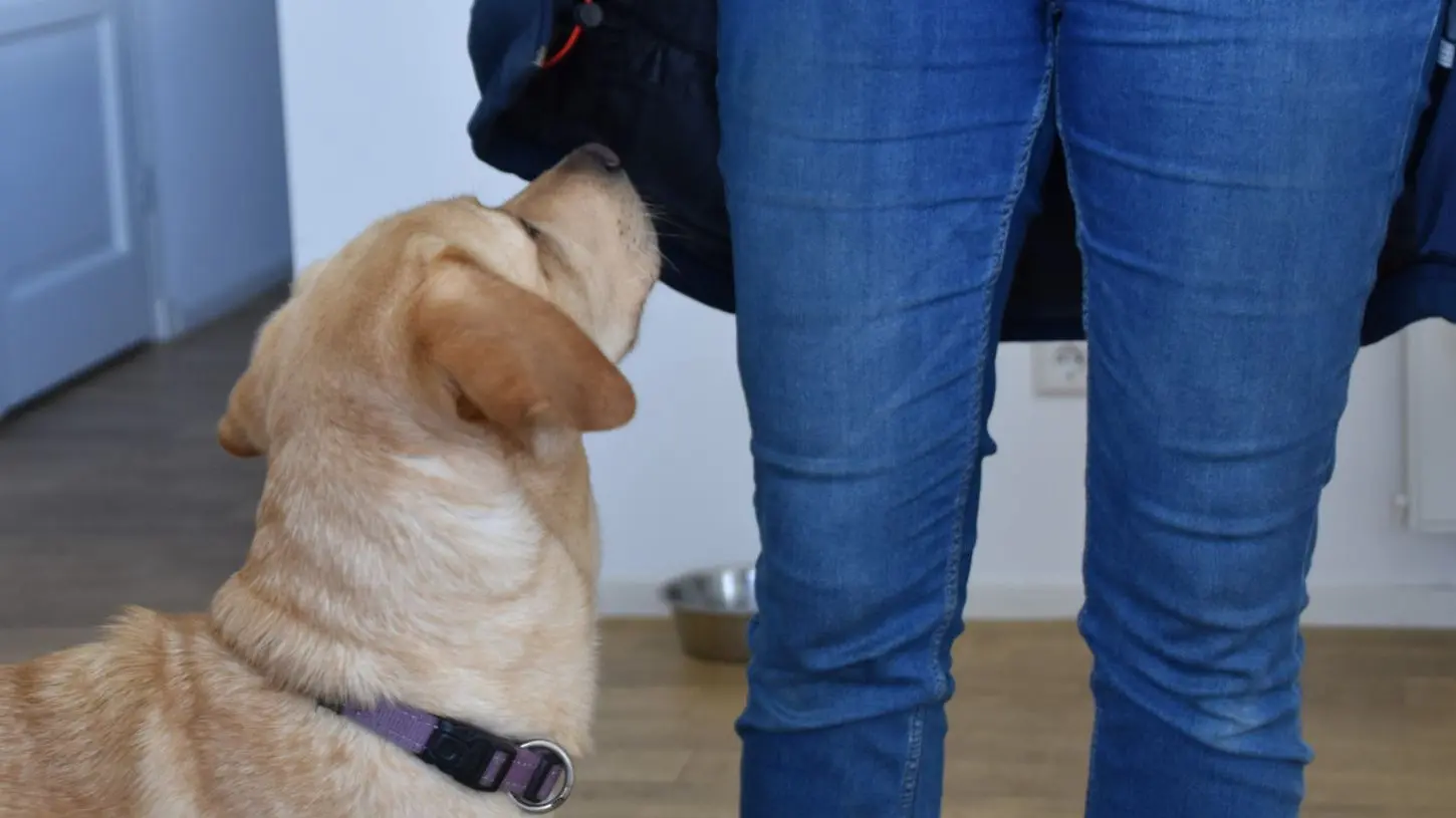 Assistentiehond Rebble van dichtbij gefotografeerd met op de achtergrond de benen van een persoon