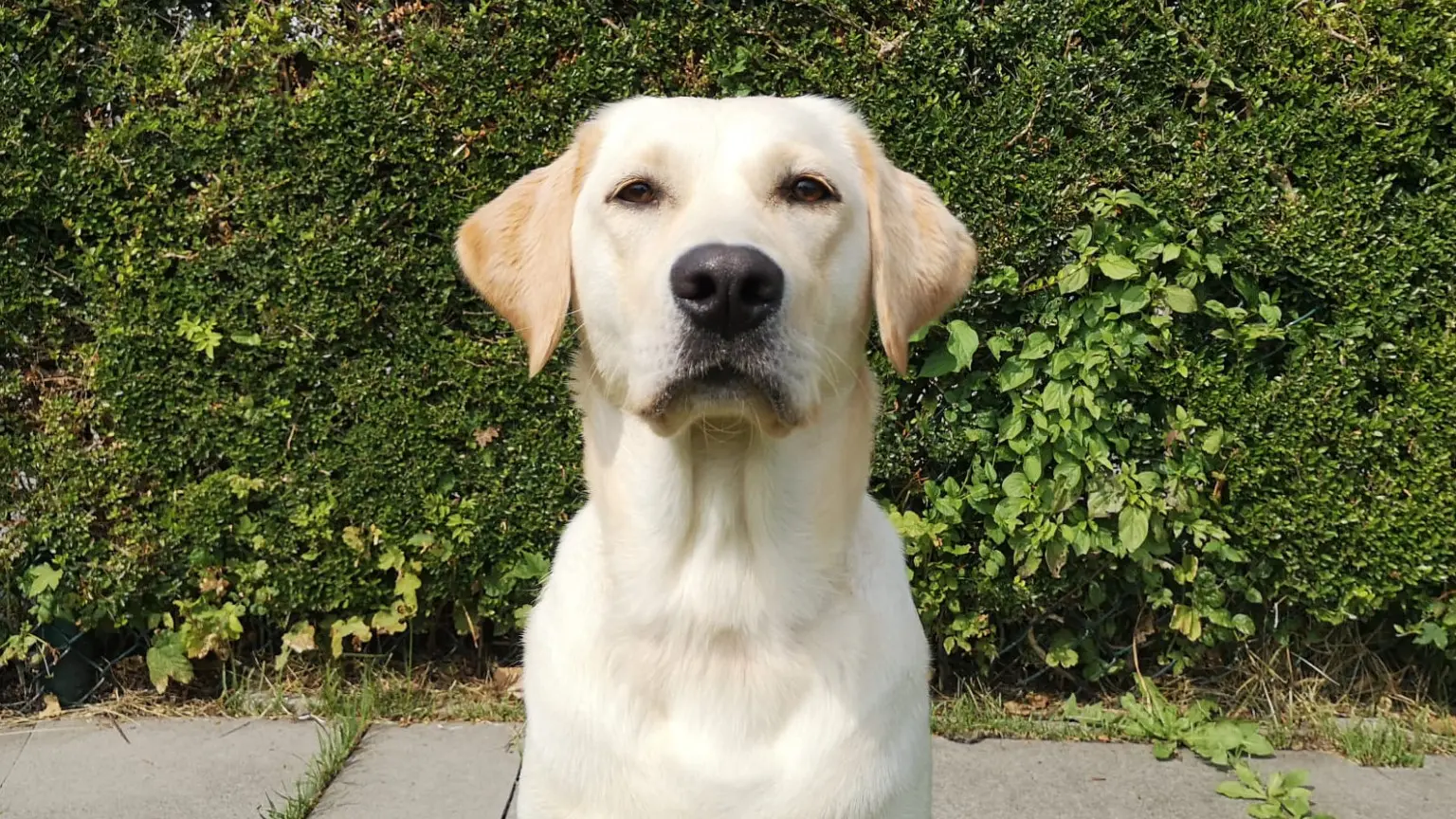 Kopfoto van assistentiehond Dronne met een heg op de achtergrond