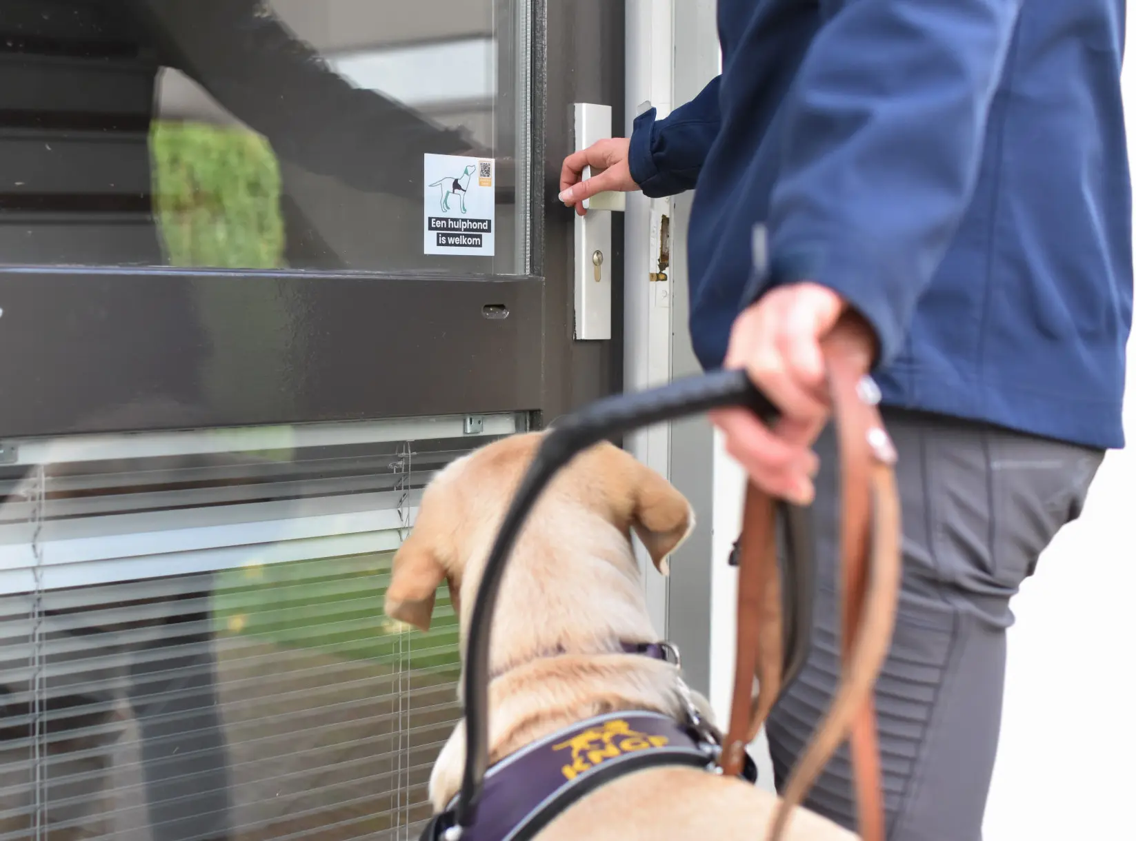 Blonde labrador staat voor een deur waar een sticker op zit dat vermeld dat hulphonden welkom zijn
