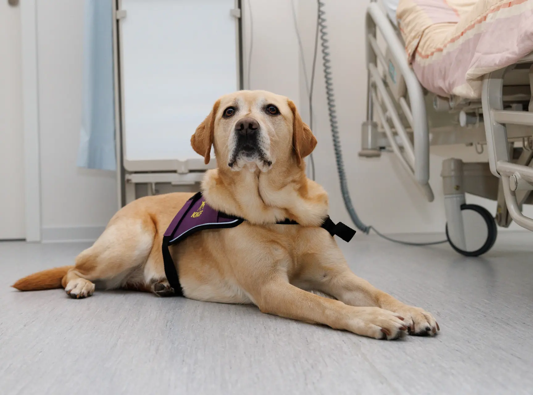 Een blonde labrador en assistentiehond ligt naast een ziekenhuis bed