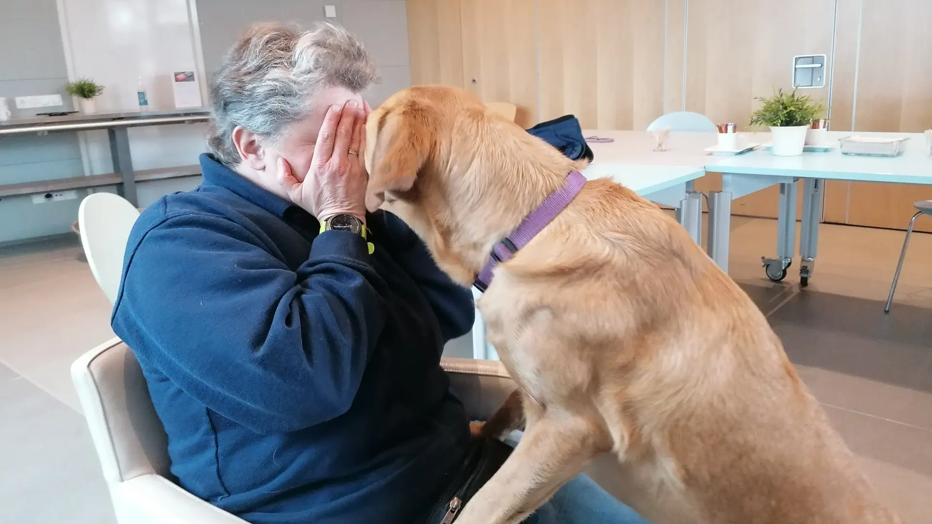 Trainster Masja zit met handen voor haar gezicht. blonde labrador likt haar handen